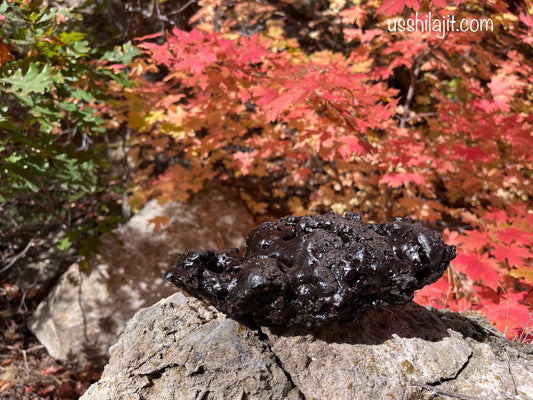U.S. Shilajit High Potency Liquid Extract